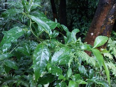 Deeringia polysperma