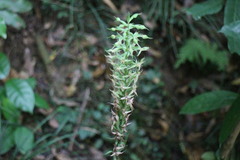 Habenaria stenopetala