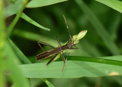 Micrelytra fossularum