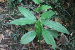 Habenaria stenopetala