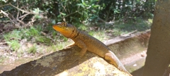 Tropidurus catalanensis