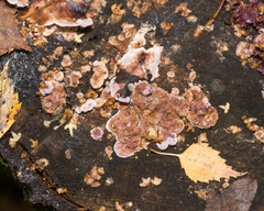 Chondrostereum purpureum