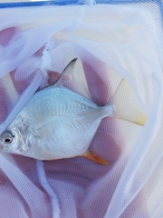 Trachinotus falcatus