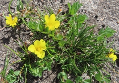 Moraea fugacissima