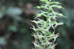 Habenaria stenopetala