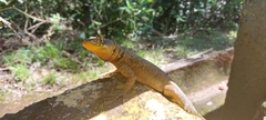 Tropidurus catalanensis