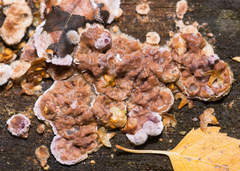 Chondrostereum purpureum