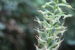 Habenaria stenopetala