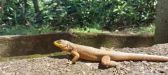 Tropidurus catalanensis