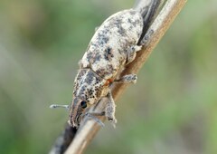 Cyphocleonus dealbatus