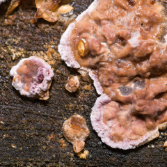 Chondrostereum purpureum