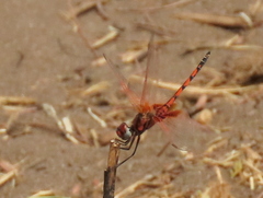 Trithemis monardi