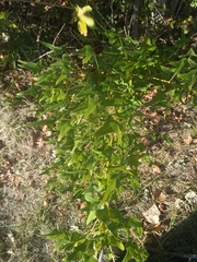 Erythrina herbacea