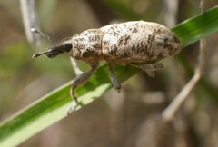 Cyphocleonus dealbatus