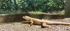 Tropidurus catalanensis