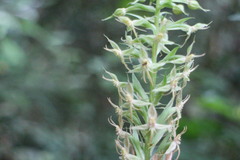 Habenaria stenopetala