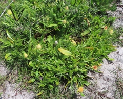 Conicosia pugioniformis