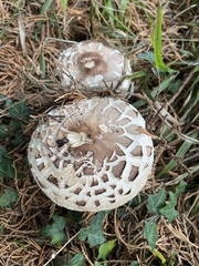 Chlorophyllum rhacodes