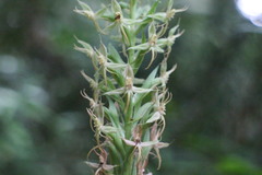 Habenaria stenopetala