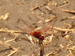 Trithemis monardi
