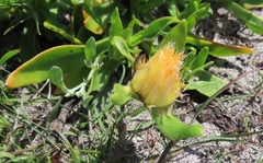 Conicosia pugioniformis