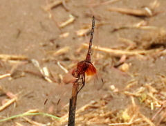 Trithemis monardi