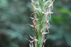Habenaria stenopetala