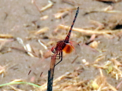 Trithemis monardi
