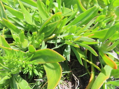 Conicosia pugioniformis