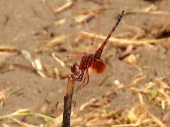 Trithemis monardi