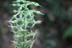 Habenaria stenopetala
