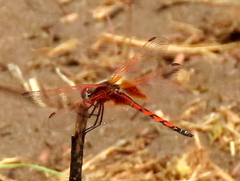 Trithemis monardi