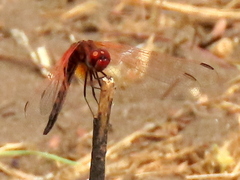 Trithemis monardi