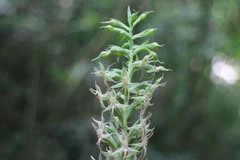 Habenaria stenopetala