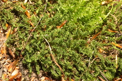 Plagiomnium undulatum