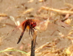 Trithemis monardi