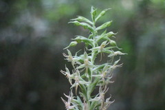Habenaria stenopetala