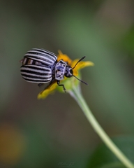 Leptinotarsa undecimlineata