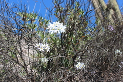 Leucocoryne ixioides