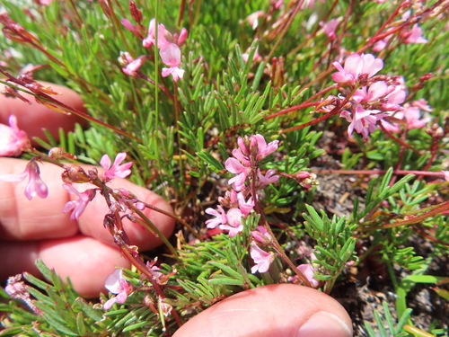 Image of Indigofera sp16 by (c) linkie, some rights reserved (CC BY)