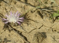 Psephellus marschallianus