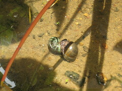Pomacea canaliculata