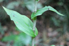 Habenaria stenopetala