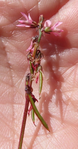 Image of Indigofera sp16 by (c) linkie, some rights reserved (CC BY)
