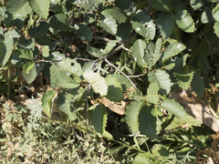 Alnus incana tenuifolia