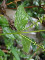 Achyranthes