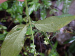 Achyranthes