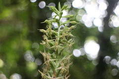 Habenaria stenopetala