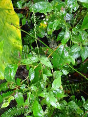Achyranthes