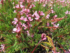 Indigofera sp16